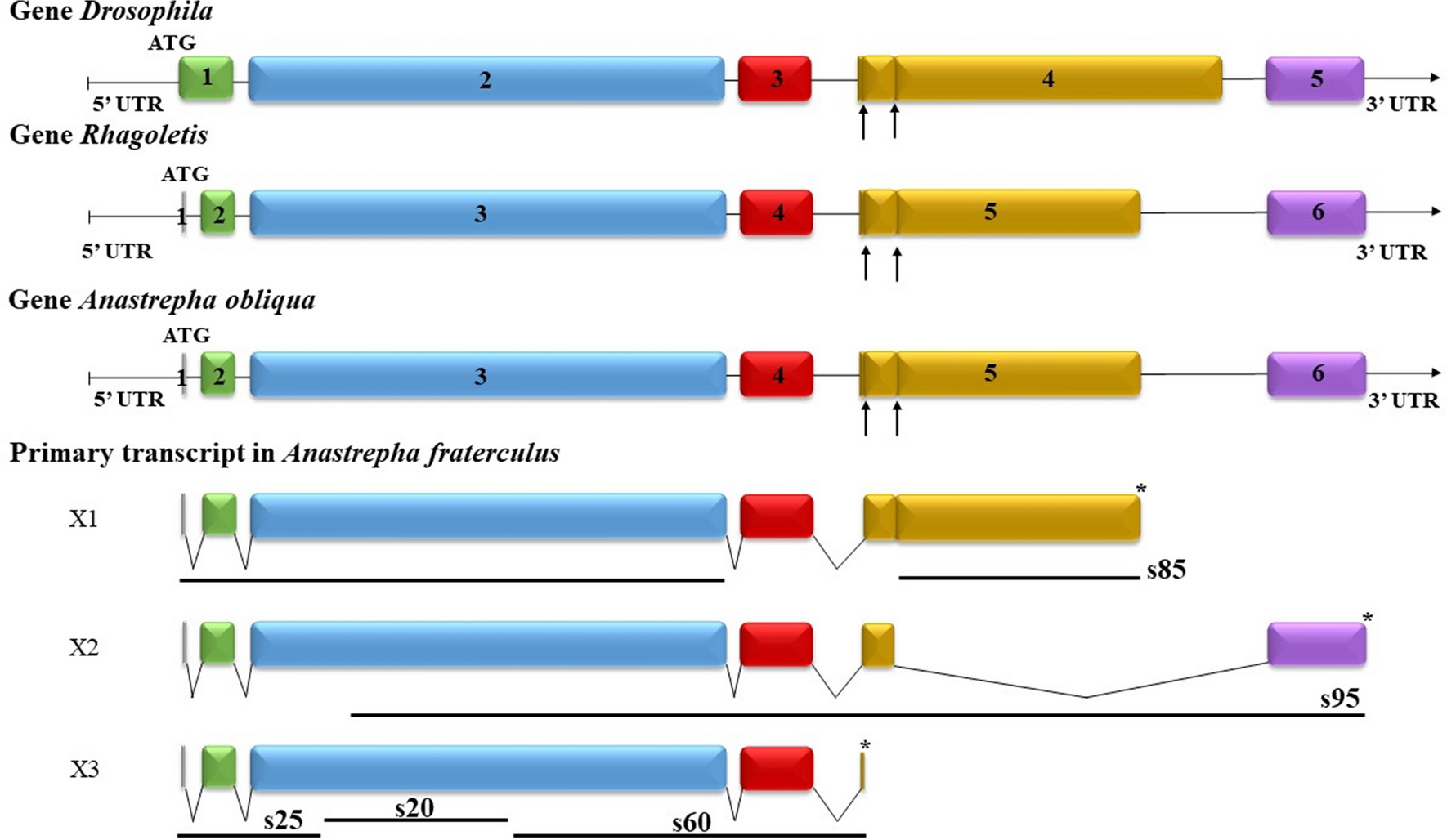 Molecular evolution and genetic diversity of defective chorion 1 in Anastrepha fraterculus and Anastrepha obliqua (Diptera, Tephritidae)