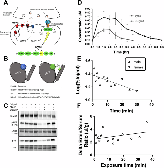 Peptidomimetic inhibitors targeting TrkB/PSD-95 signaling improves cognition and seizure outcomes in an Angelman Syndrome mouse model