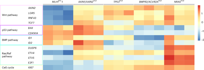 Modeling adenoma–carcinoma progression from a single MLH1-knockout cell via colon organoids