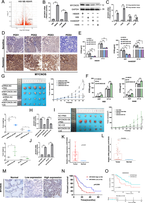 Super-enhancer MYCNOS-SE promotes chemoresistance in small cell lung cancer by recruiting transcription factors CTCF and KLF15