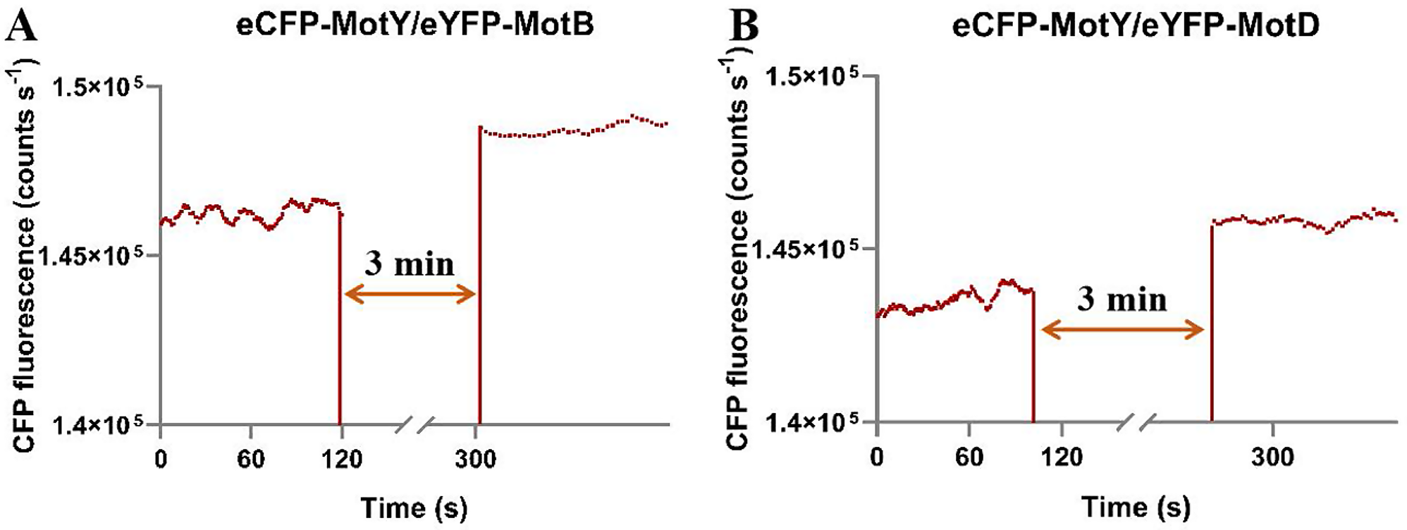 MotY modulates proton-driven flagellar motor output in Pseudomonas aeruginosa