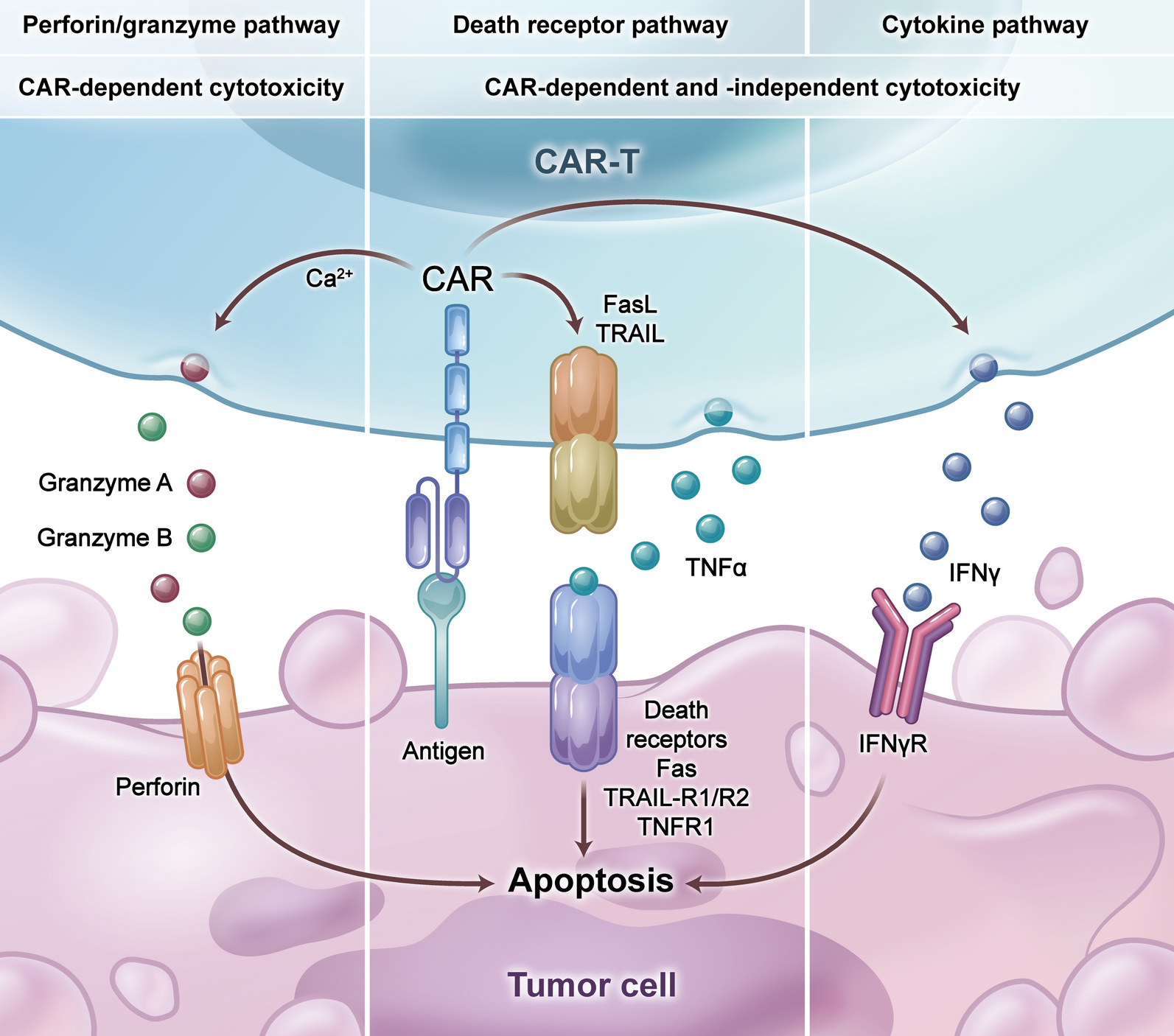 Optimizing CAR-T cell therapy for solid tumors: current challenges and potential strategies