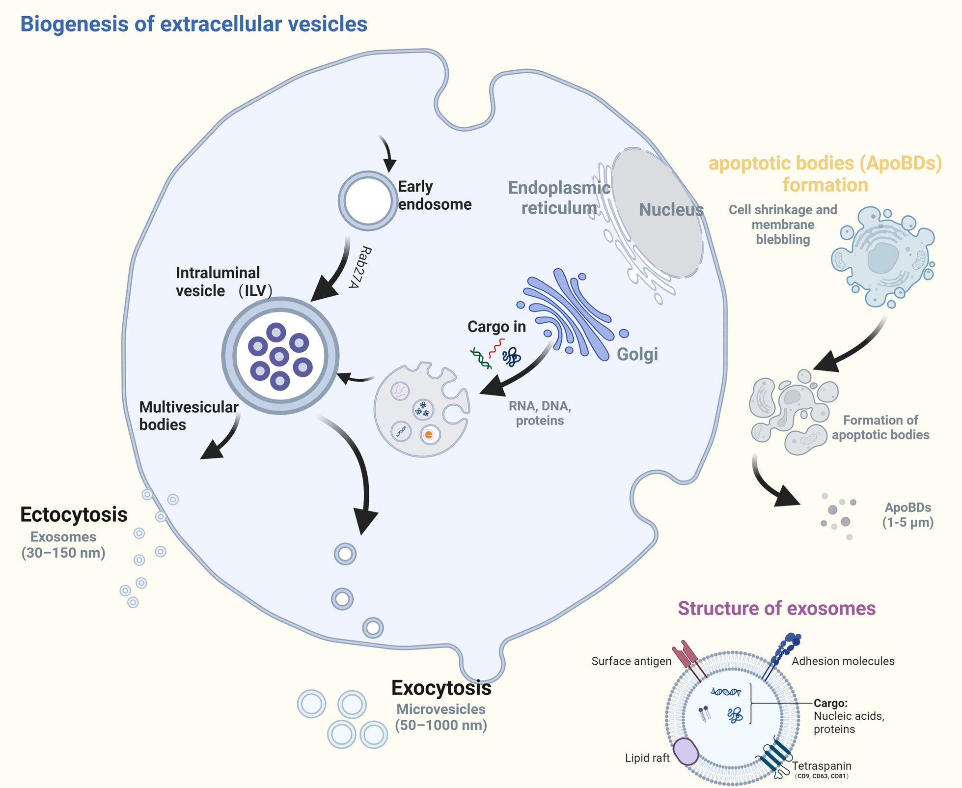 Exosomes to exosome-functionalized scaffolds: a novel approach to stimulate bone regeneration