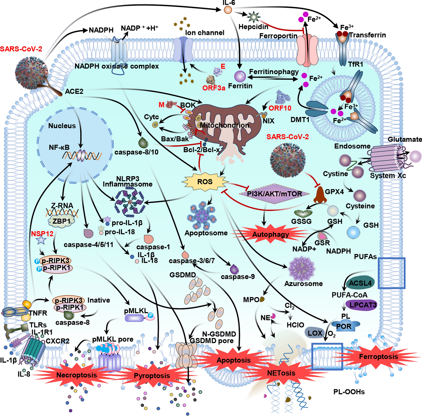 The role of reactive oxygen species in severe acute respiratory syndrome coronavirus 2 (SARS-COV-2) infection-induced cell death