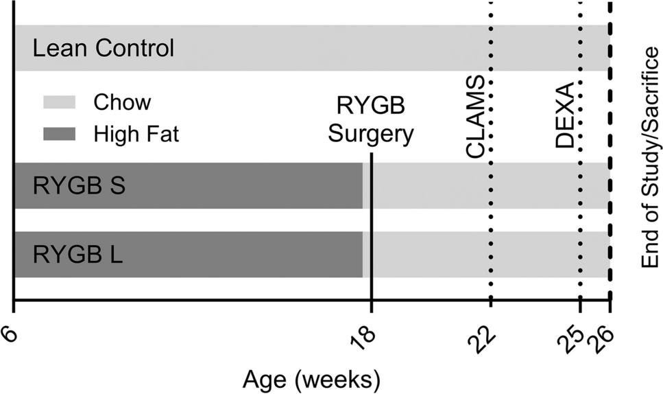 A Longer Biliopancreatic Limb and Shorter Common Channel Enhance Weight Loss But May Have Harmful Effects in Mouse Models of Roux-en-Y Gastric Bypass