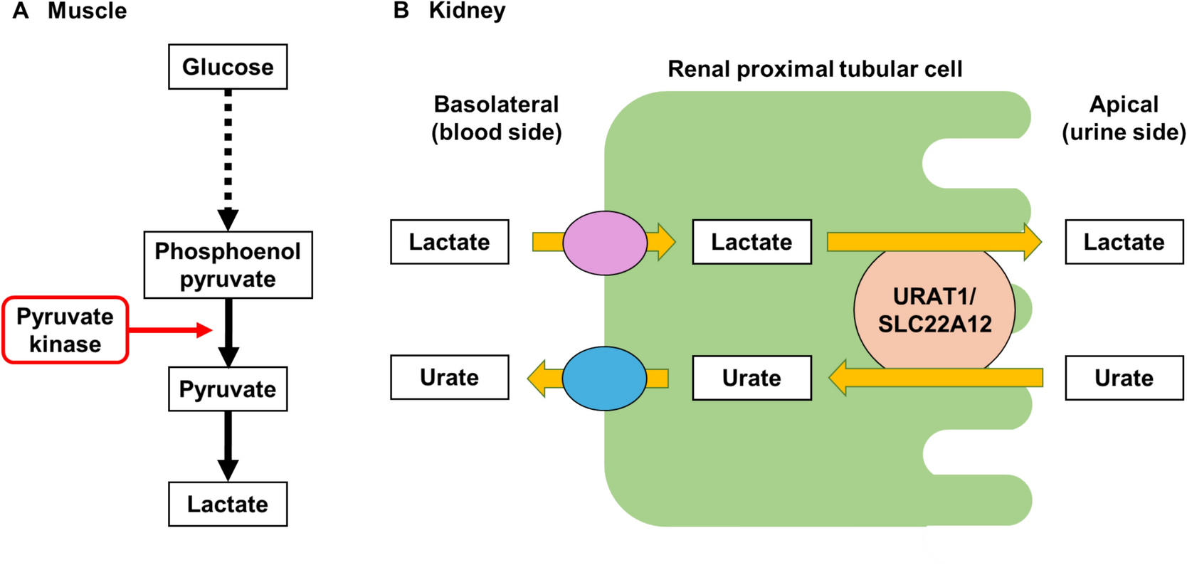 Identification of novel gout loci from trans-ethnic meta-analysis of serum urate level