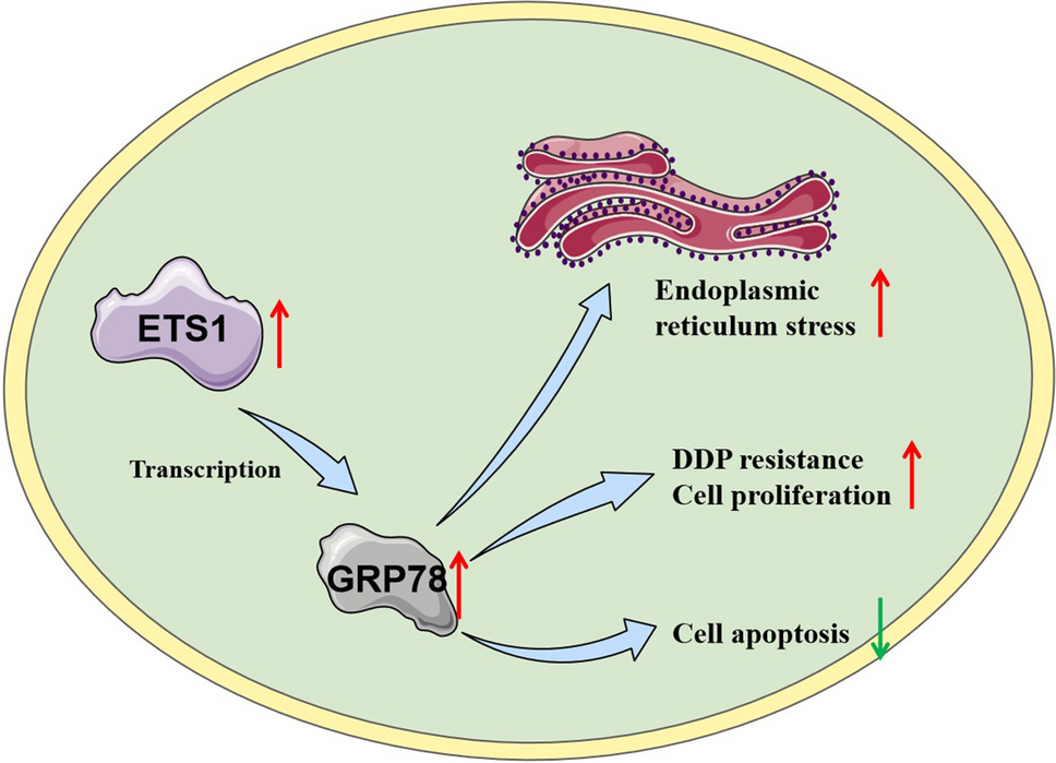 ETS1 promotes cisplatin resistance of NSCLC cells by promoting GRP78 transcription