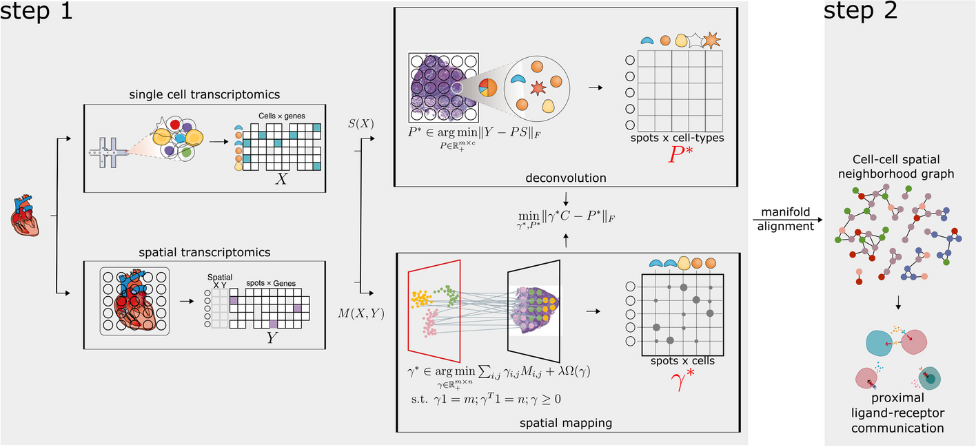 scDOT: optimal transport for mapping senescent cells in spatial transcriptomics