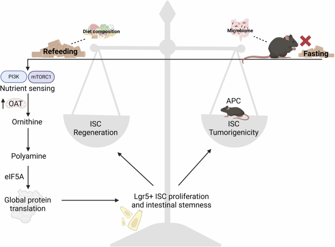 Post-fast refeeding: rise of intestinal stemness and mutagen-induced cancer risk through polyamine metabolism