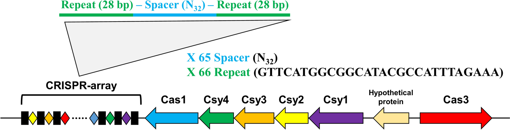 H-NS is a Transcriptional Repressor of the CRISPR-Cas System in Acinetobacter baumannii ATCC 19606