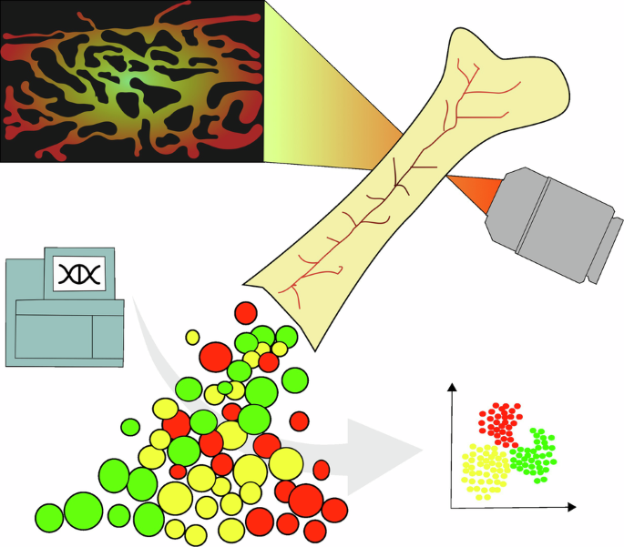 Endothelial heterogeneity in bone marrow: insights across development, adult life and leukemia