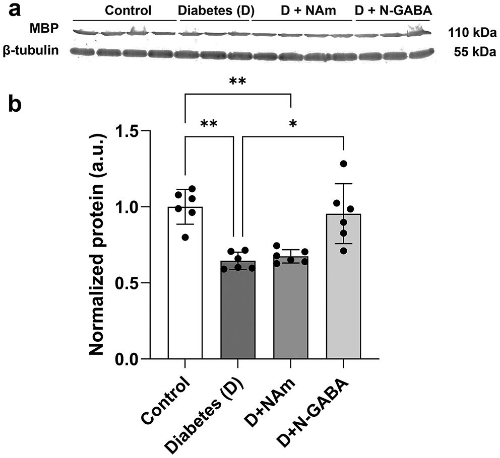 Nicotinamide and Nicotinoyl-Gamma-Aminobutyric Acid as Neuroprotective Agents Against Type 1 Diabetes-Induced Nervous System Impairments in Rats