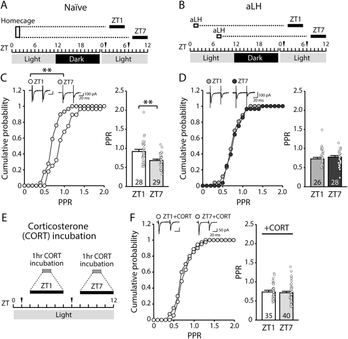 Mitogen-activated protein kinase dependent presynaptic potentiation in the lateral habenula mediates depressive-like behaviors in rats