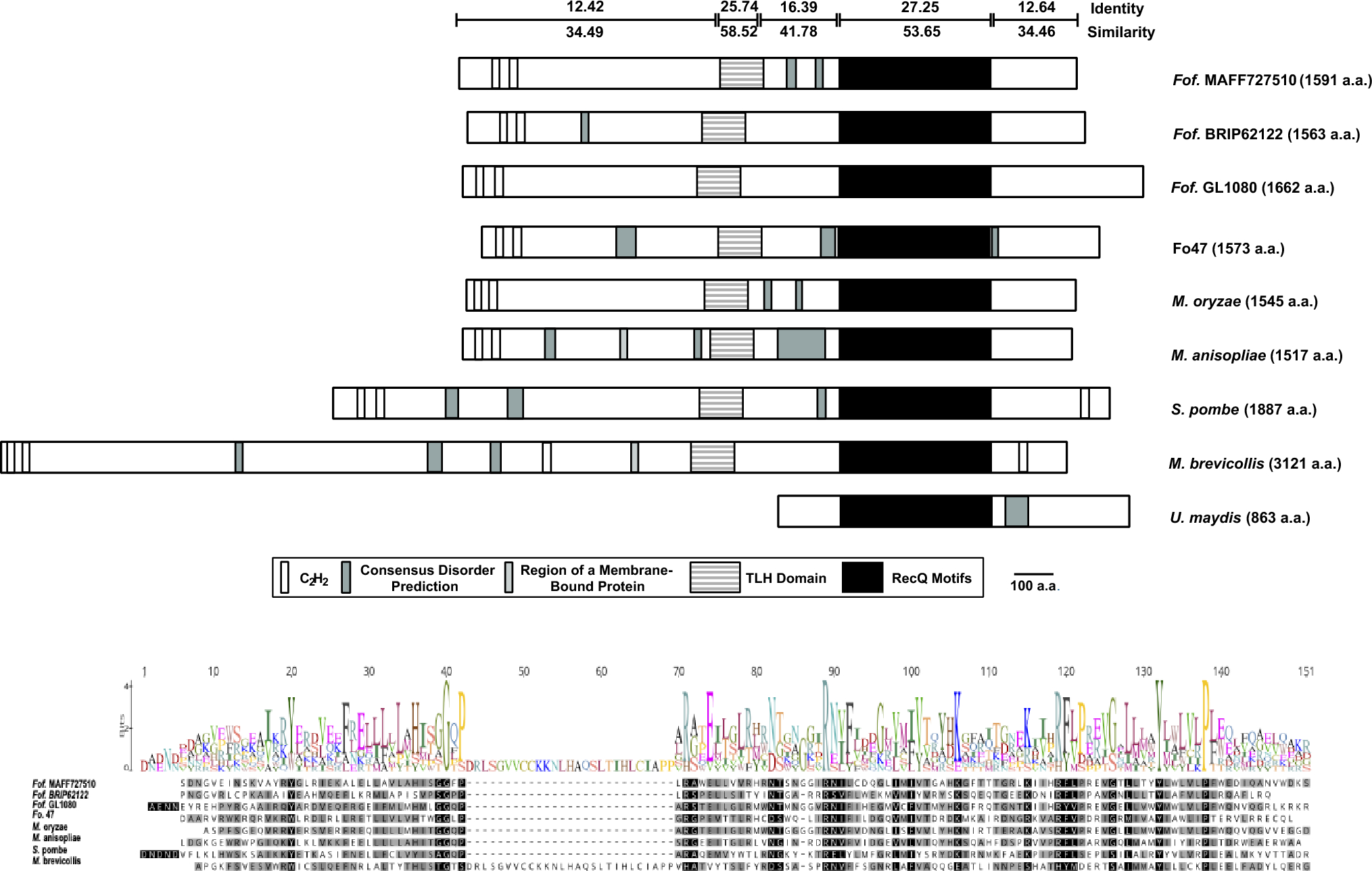 Characterization and organization of telomeric-linked helicase (tlh) gene families in Fusarium oxysporum