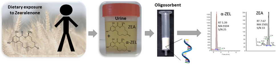 Preparation and characterization of aptamer-based sorbent for the selective extraction of zearalenone and its derivatives from human urine