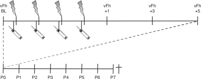 Repetitive daily oxytocin treatment reduces weight gain but not acute neonatal procedural pain