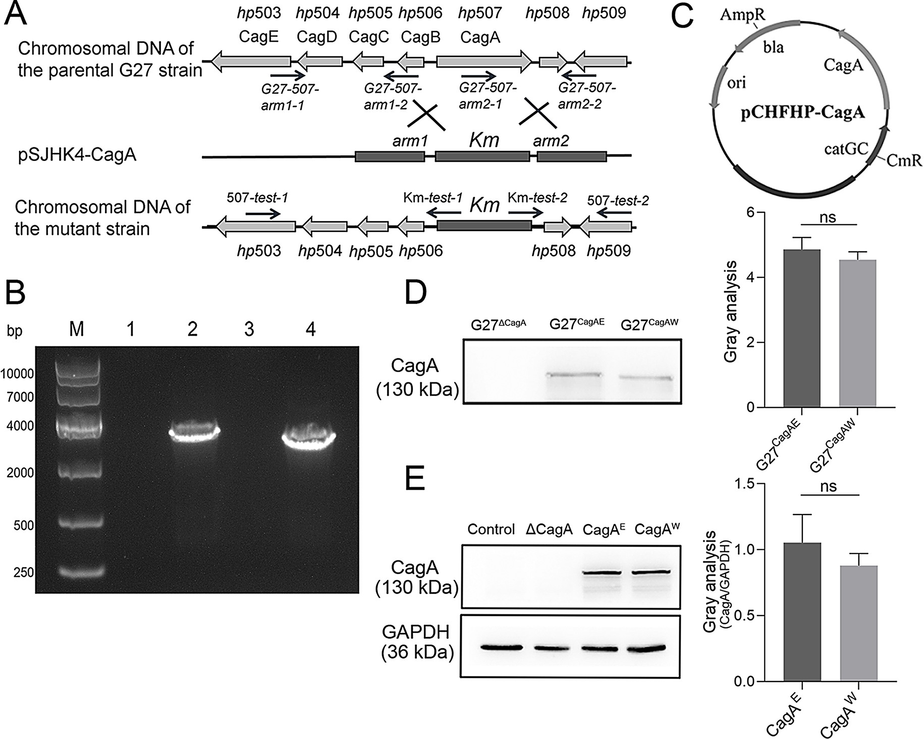 More powerful dysregulation of Helicobacter pylori East Asian-type CagA on intracellular signalings