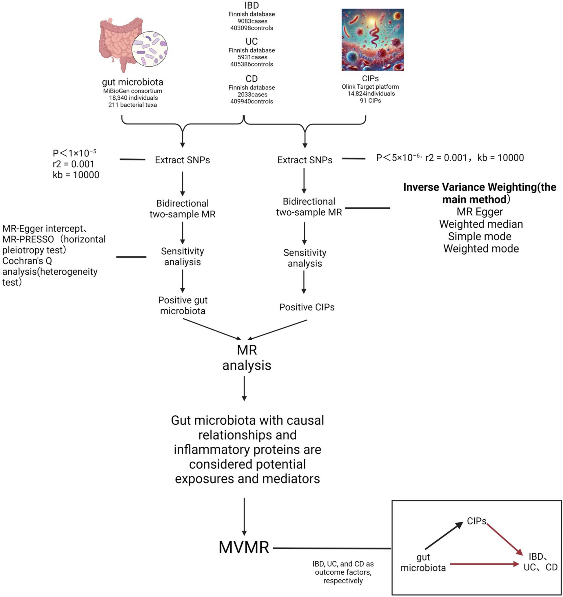 Mendelian randomization reveals predictive, preventive, and personalized insights into inflammatory bowel disease: the role of gut microbiome and circulating inflammatory proteins