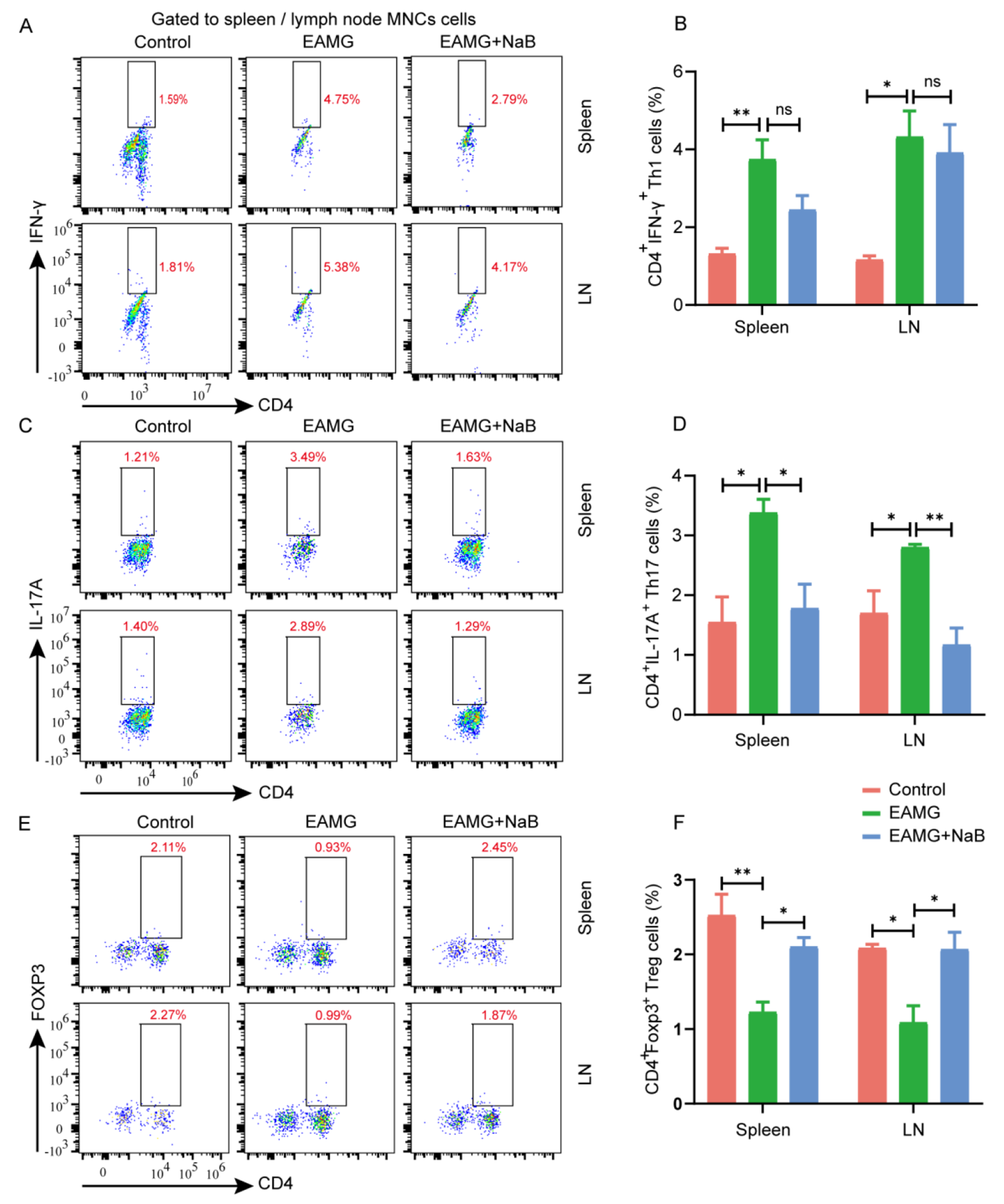 Correction: Sodium butyrate alleviates R97-116 peptide-induced myasthenia gravis in mice by improving the gut microbiota and modulating immune response