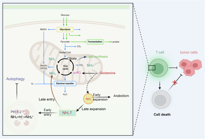 Ammonia death: a novel potential strategy to augment immunotherapy in cancer