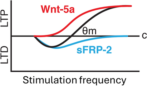 Wnt-5a Signaling Mediates Metaplasticity at Hippocampal CA3–CA1 Synapses in Mice