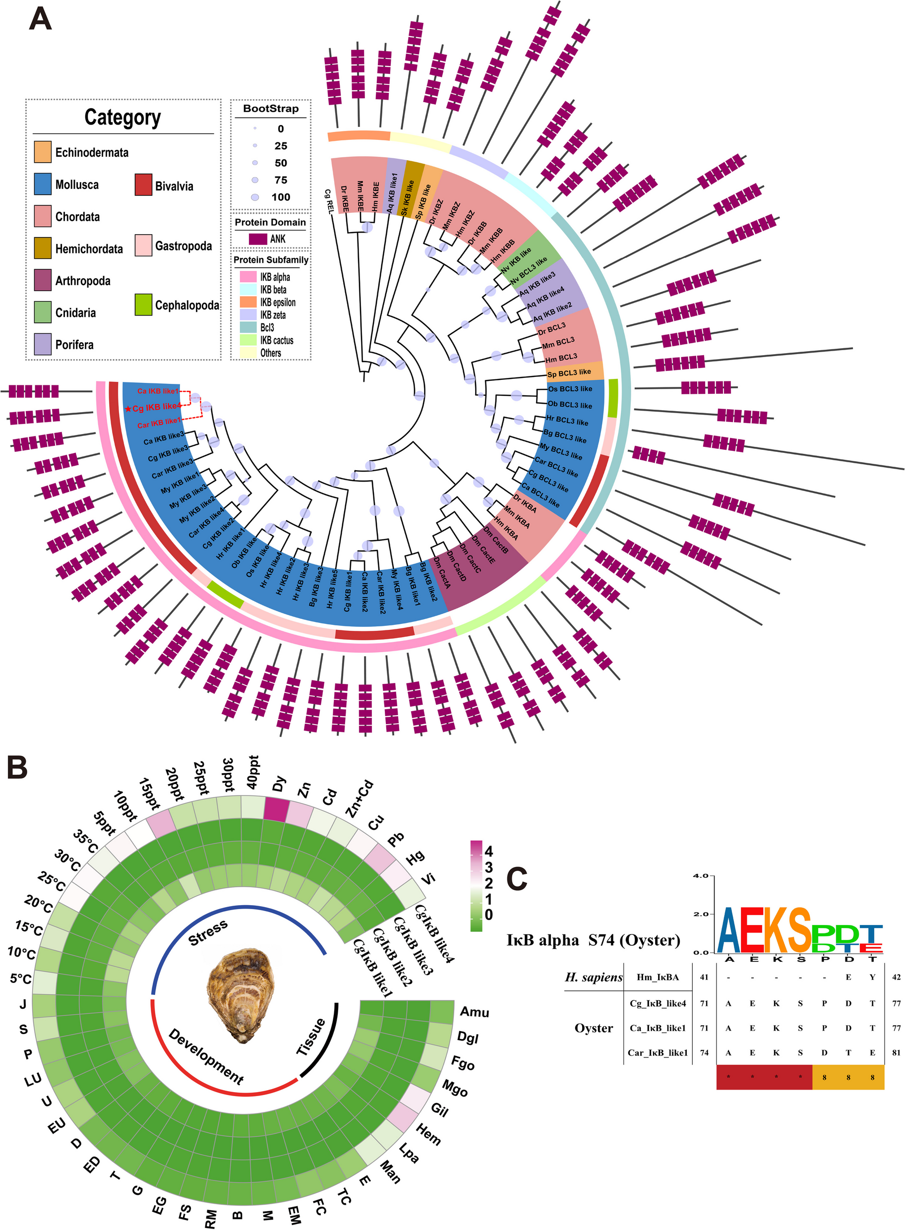 Novel Ser74 of NF-κB/IκBα phosphorylated by MAPK/ERK regulates temperature adaptation in oysters