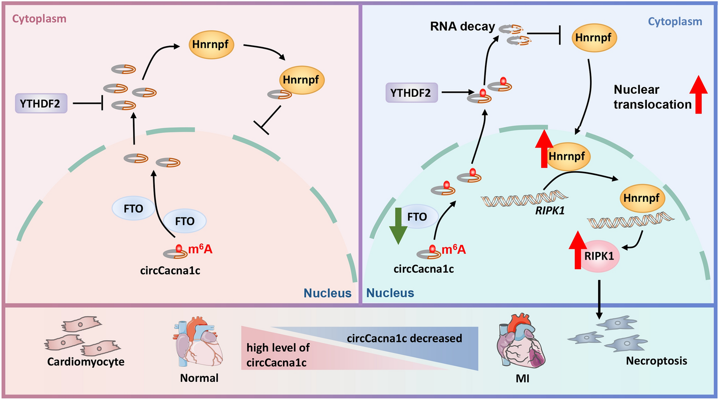 m6A-modified circCacna1c regulates necroptosis and ischemic myocardial injury by inhibiting Hnrnpf entry into the nucleus