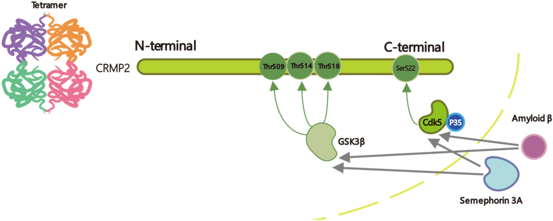 Unraveling the Nexus: The Role of Collapsin Response Mediator Protein 2 Phosphorylation in Neurodegeneration and Neuroregeneration