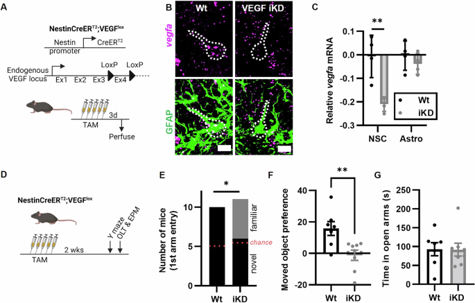 Neural stem and progenitor cells support and protect adult hippocampal function via vascular endothelial growth factor secretion