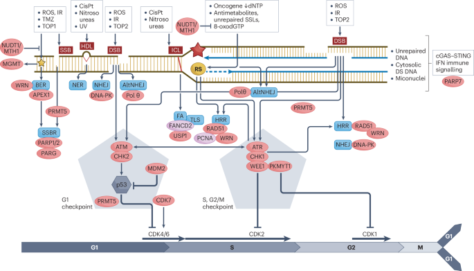 DNA damage response inhibitors in cancer therapy: lessons from the past, current status and future implications