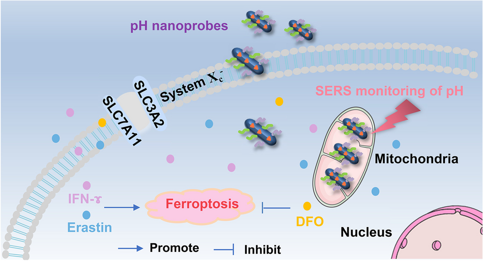 Revealing mitochondrial microenvironmental changes triggered by ferroptosis regulation