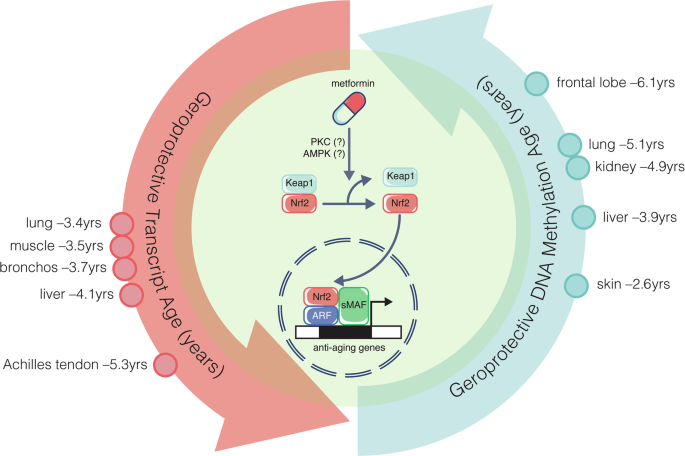 Metformin: decelerates biomarkers of aging clocks