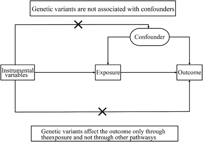 The causal relationships between iron status and sarcopenia in Europeans: a bidirectional two-sample Mendelian randomization study