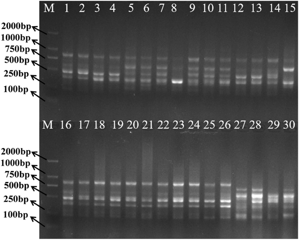 Development of specific molecular markers for medicinal peony (Paeonia lactiflora) with double flower