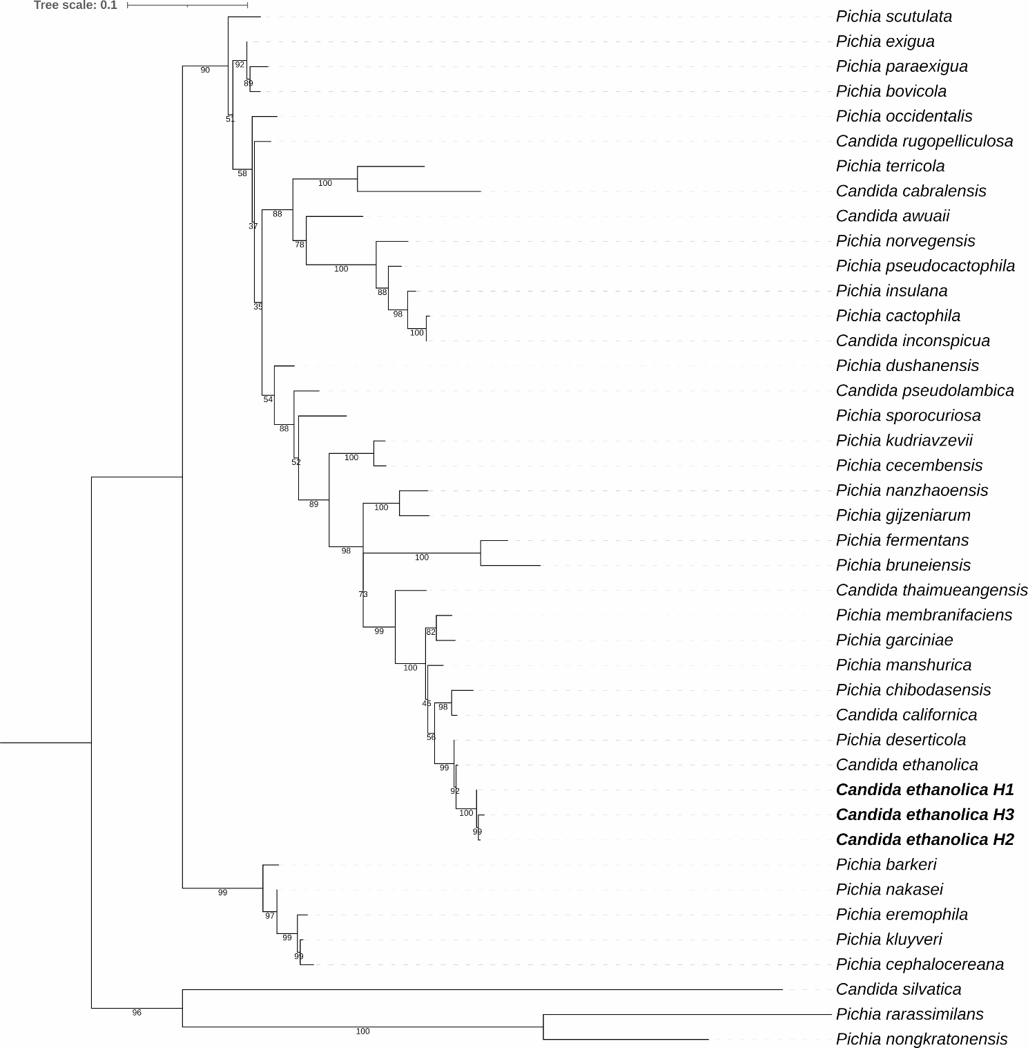 Isolation and assessment of highly sucrose-tolerant yeast strains for honey processing factory’s effluent treatment