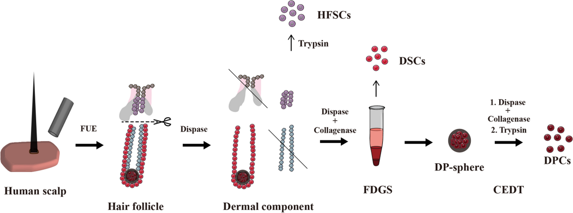 Force-triggered density gradient sedimentation and cocktail enzyme digestion treatment for isolation of single dermal papilla cells from follicular unit extraction harvesting human hair follicles