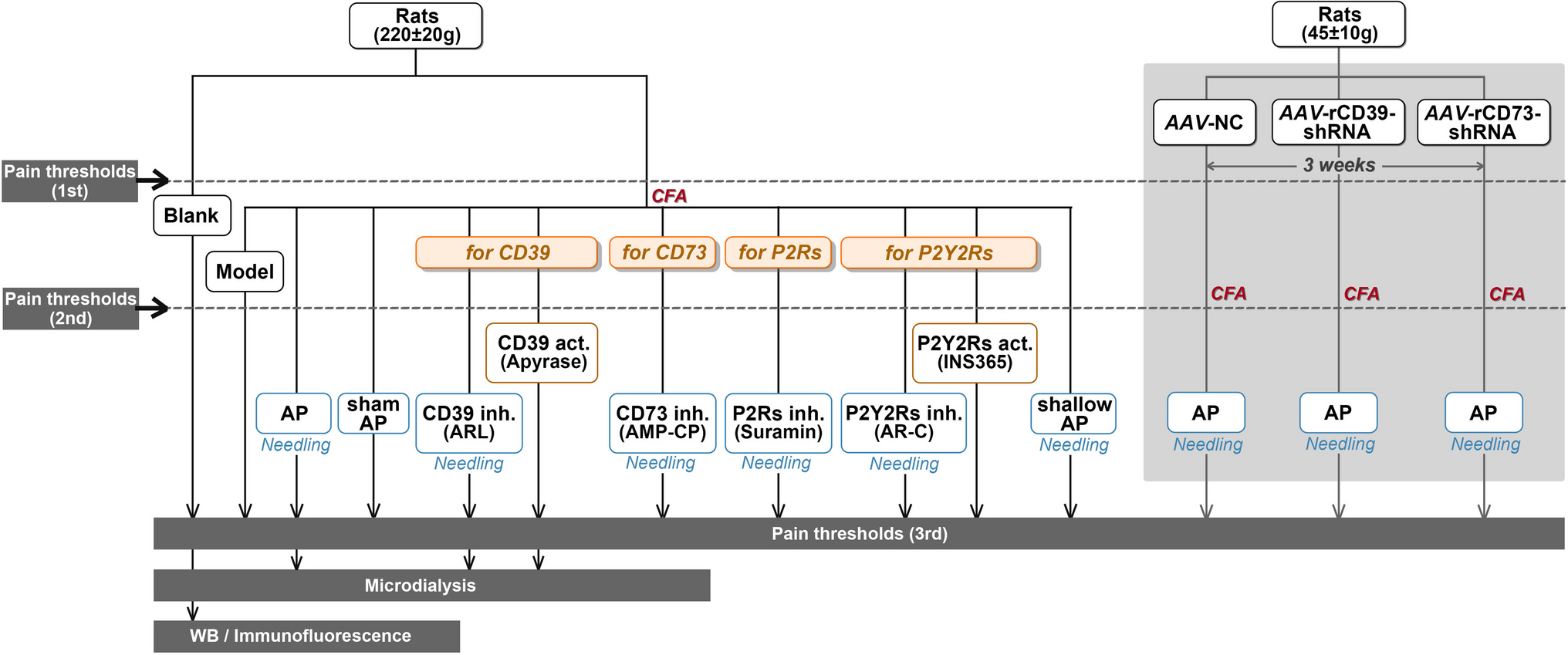 CD39 activities in the treated acupoints contributed to the analgesic mechanism of acupuncture on arthritis rats