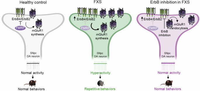 ErbB inhibition rescues nigral dopamine neuron hyperactivity and repetitive behaviors in a mouse model of fragile X syndrome