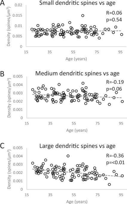 Age-related loss of large dendritic spines in the precuneus is statistically mediated by proteins which are predicted targets of existing drugs