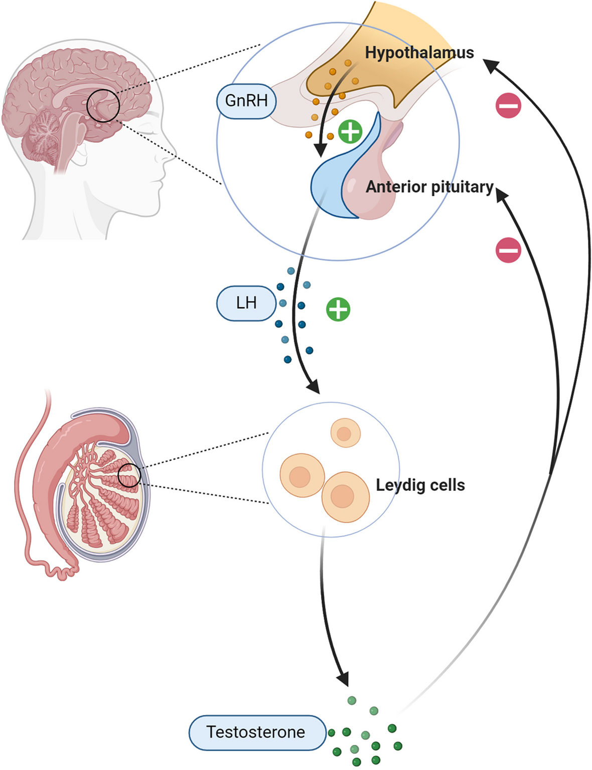 Age-related testosterone decline: mechanisms and intervention strategies