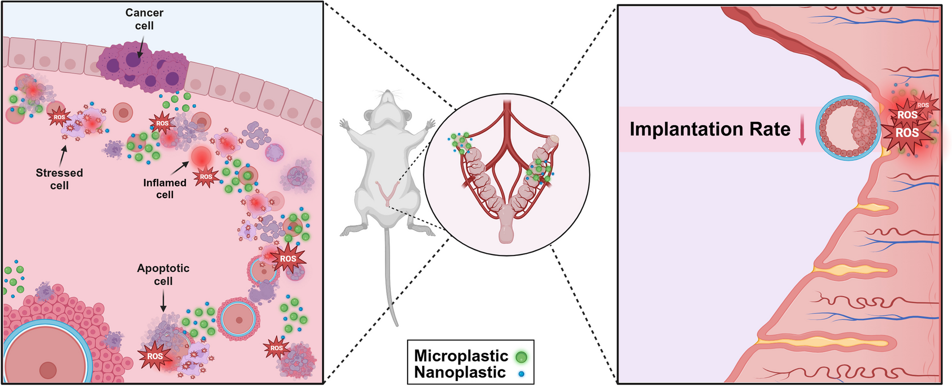 Concerning influences of micro/nano plastics on female reproductive health: focusing on cellular and molecular pathways from animal models to human studies