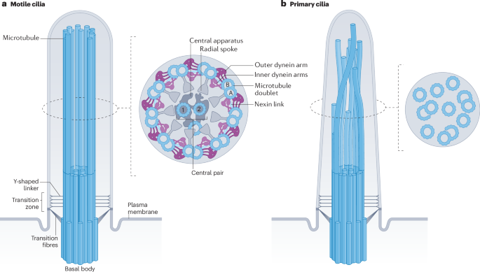 The intraflagellar transport cycle