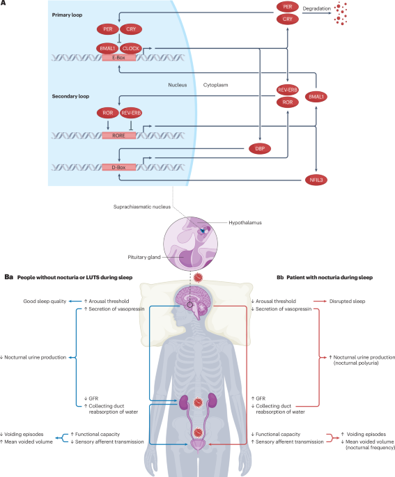 Disruption of circadian rhythm as a potential pathogenesis of nocturia