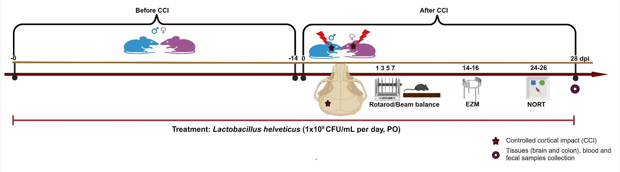 Lactobacillus Helveticus Improves Controlled Cortical Impact Injury-Generated Neurological Aberrations by Remodeling of Gut-Brain Axis Mediators