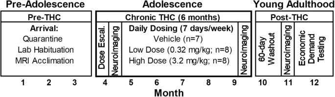 Chronic Δ9-tetrahydrocannabinol exposure in adolescent nonhuman primates: persistent abnormalities in economic demand and brain functional connectivity