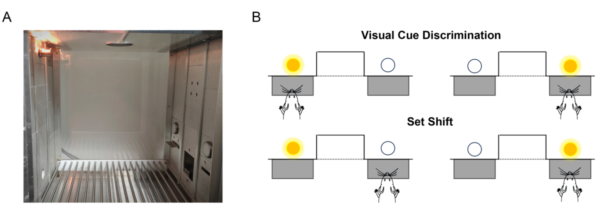 Peripheral CD4+ T cell phenotype and brain microglial activation associated with cognitive heterogeneity in aged rats