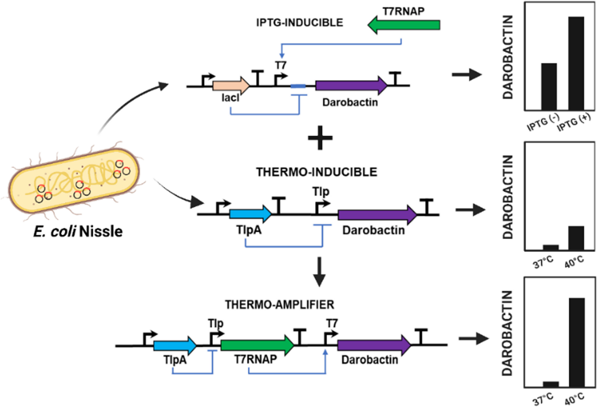 Thermo-amplifier circuit in probiotic E. coli for stringently temperature-controlled release of a novel antibiotic