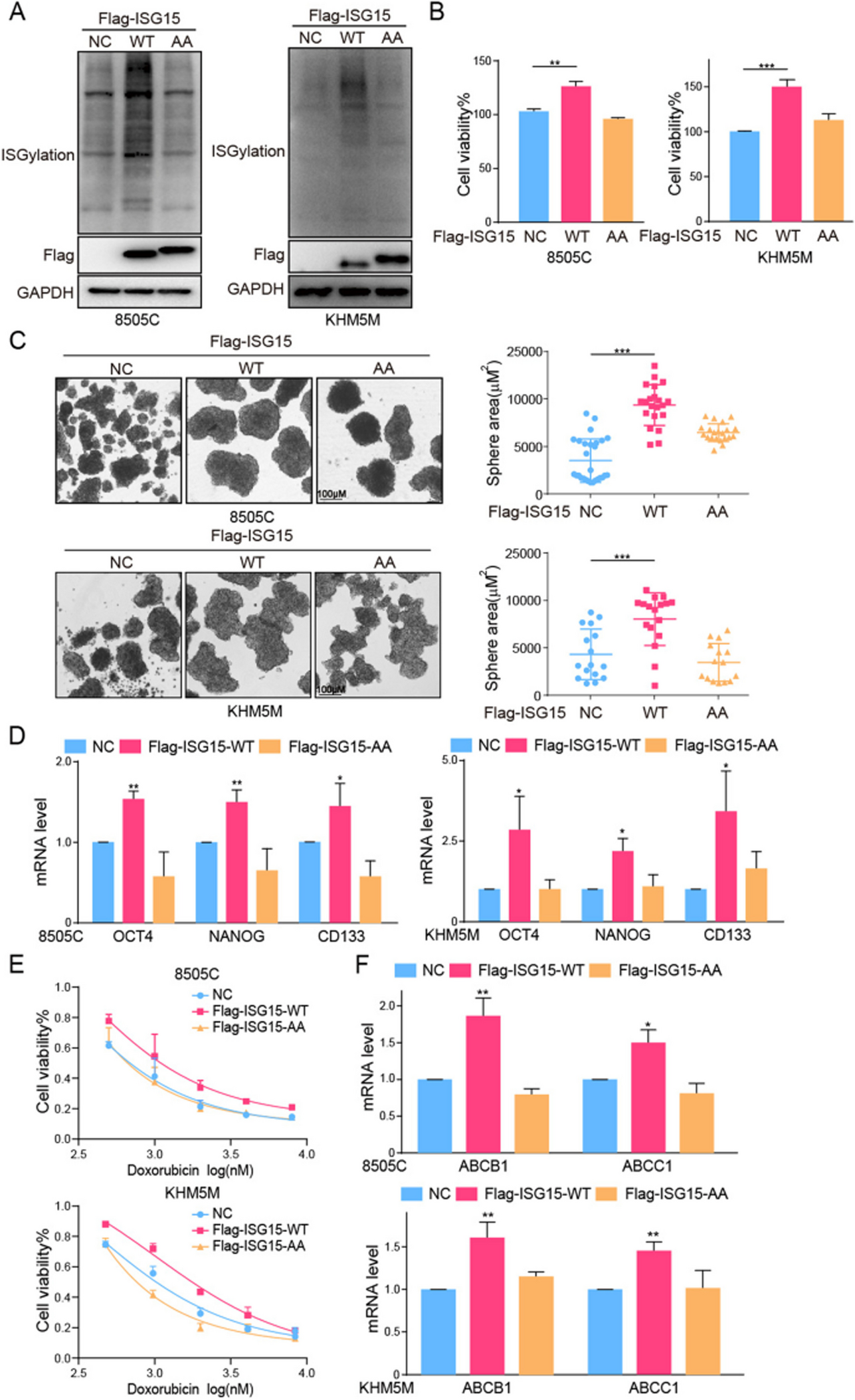 Correction: ISG15 and ISGylation modulates cancer stem cell-like characteristics in promoting tumor growth of anaplastic thyroid carcinoma