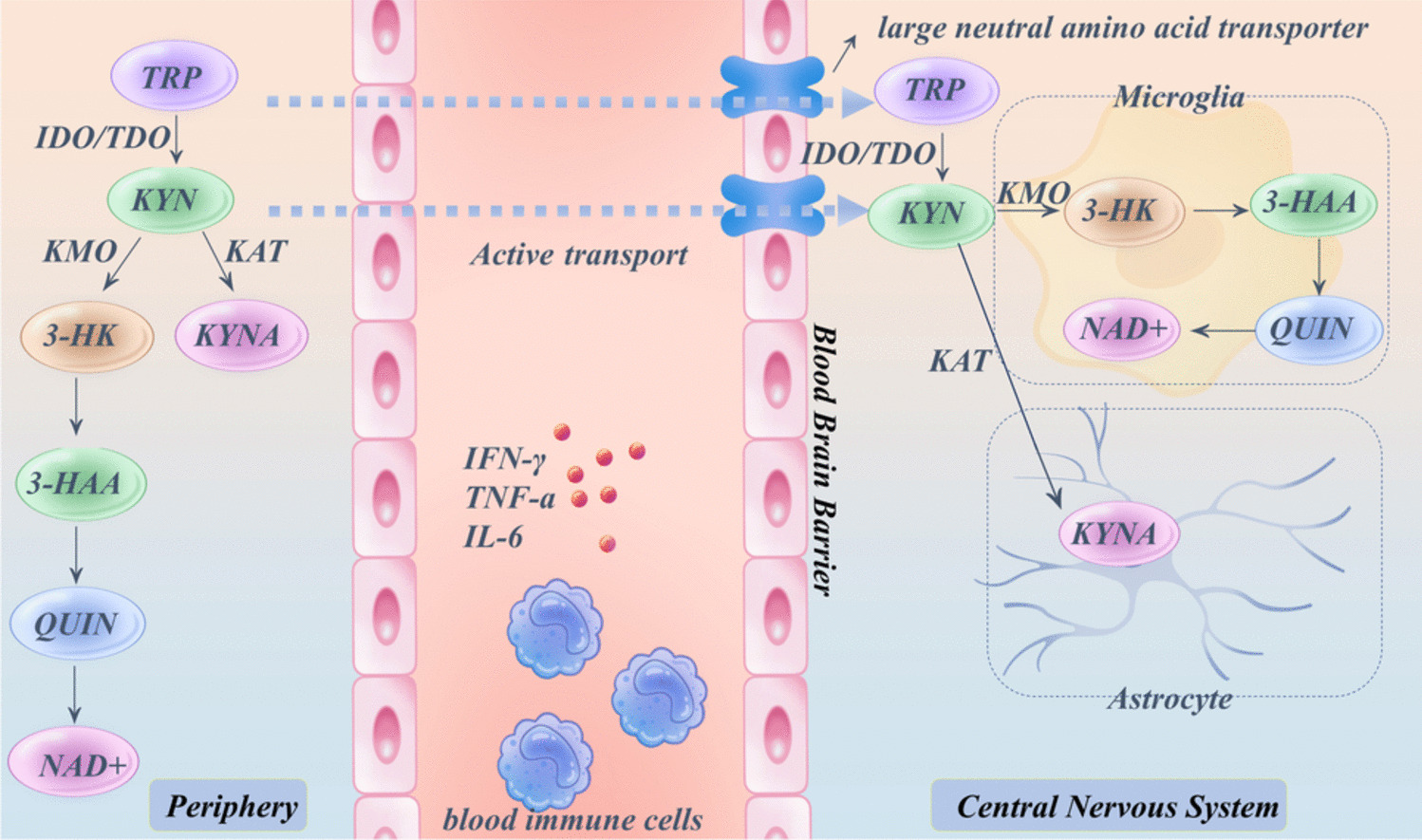 Depression, stress, and tryptophan metabolism through the kynurenine pathway: treatment strategies from the perspective of Chinese herbal medicine