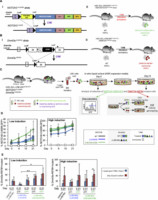 A CADASIL NOTCH3 mutation leads to clonal hematopoiesis and expansion of Dnmt3a-R878H hematopoietic clones